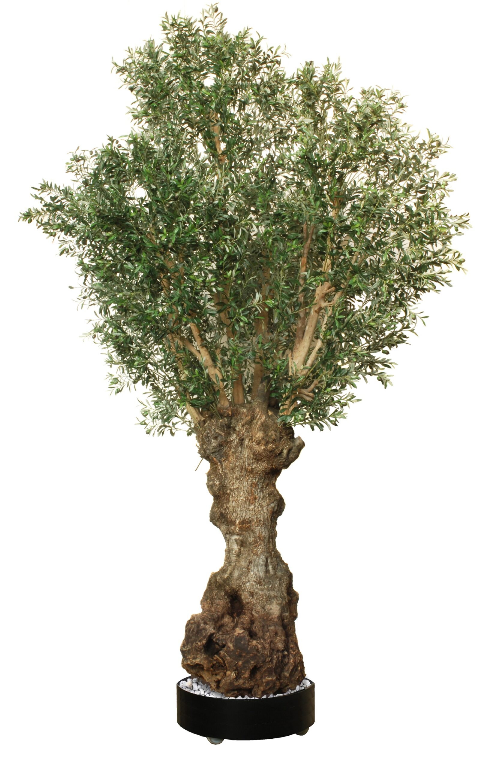 Olivträd med äkta stam