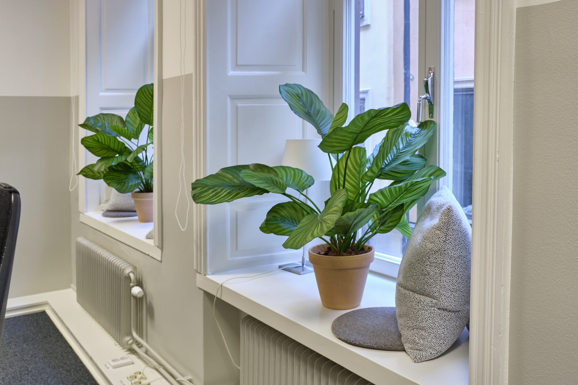 Calathea med naturligt utseende