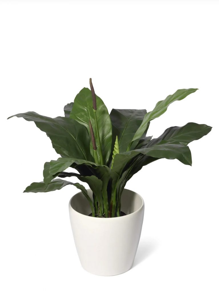 Anthurium Jungle King