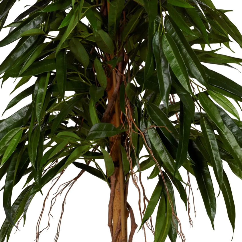 Longifoliabuske
