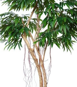 Longifolia Florida med äkta stammar