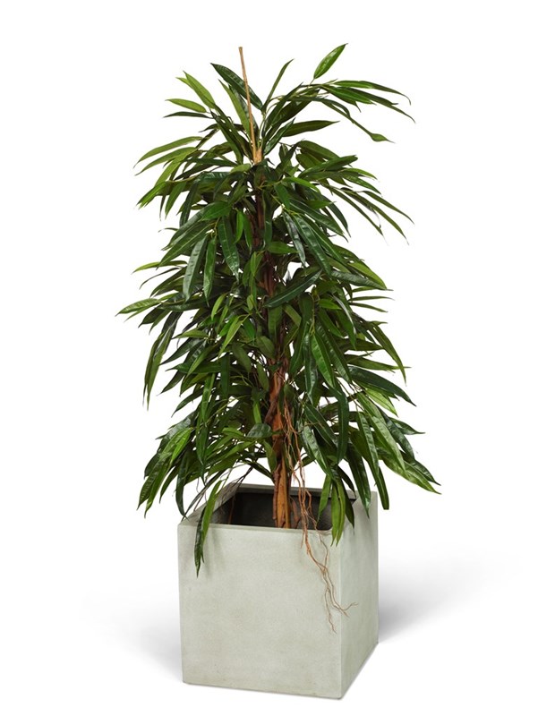 Longifoliabuske