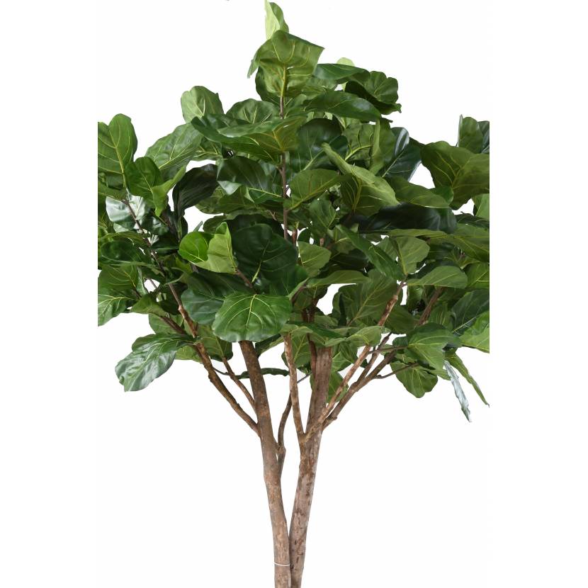Ficus Lyrata med naturstam