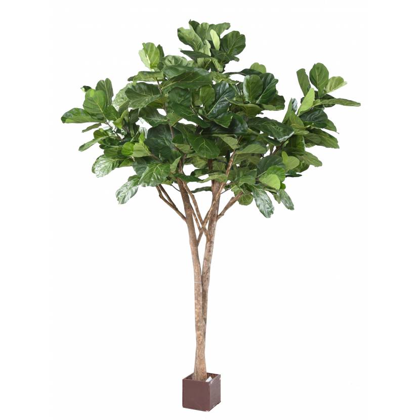 Ficus Lyrata med naturstam