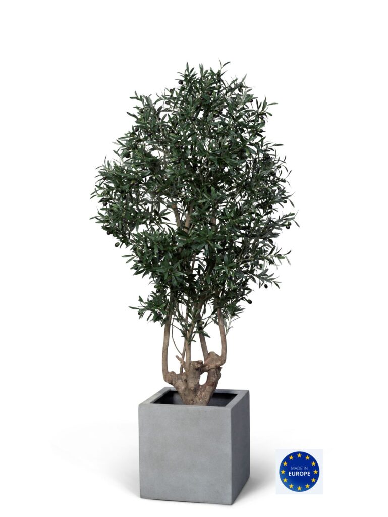 Oliv Malabar, handgjord växt