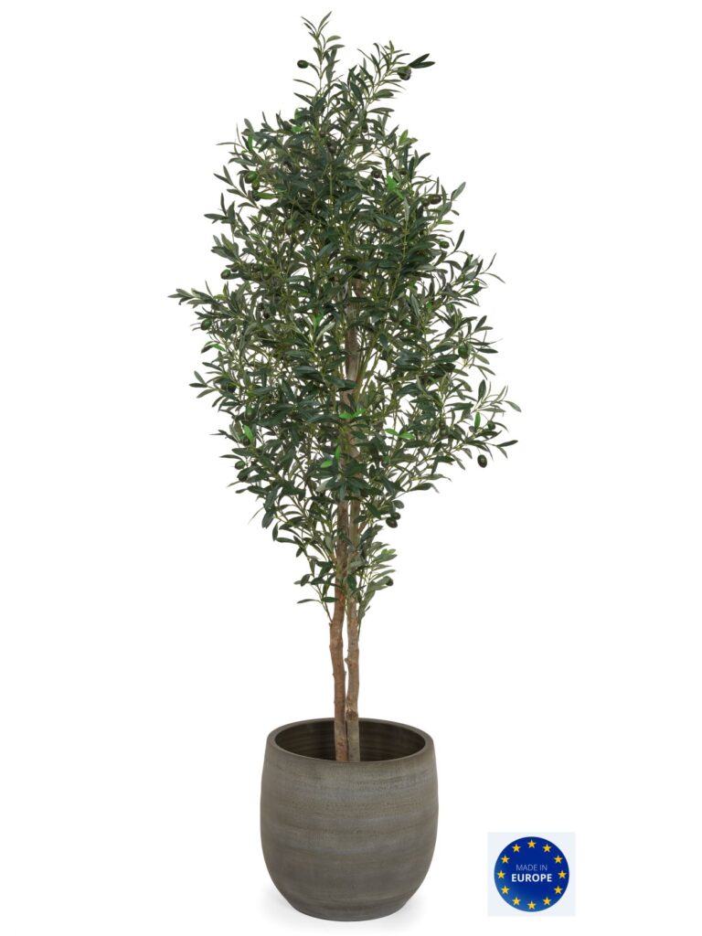 Olive Tree