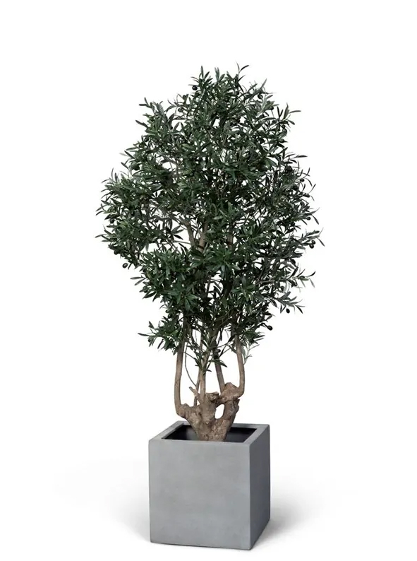 Oliv Malabar, handgjord växt
