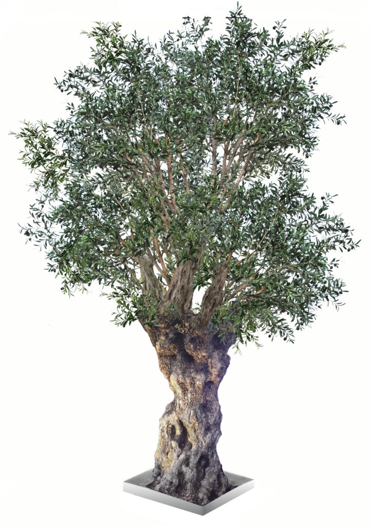 Olivträd med äkta torkad stam