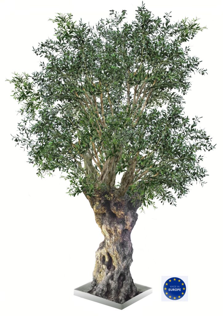 Olivträd med äkta stam