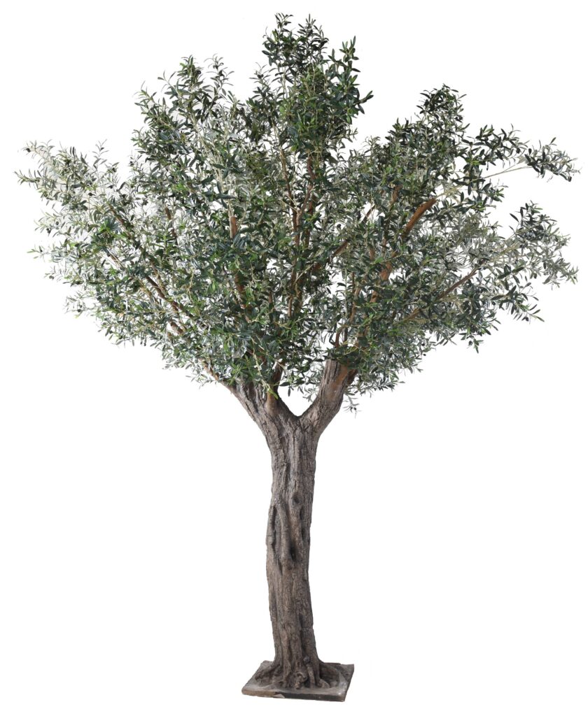Olivträd med konstgjord stam