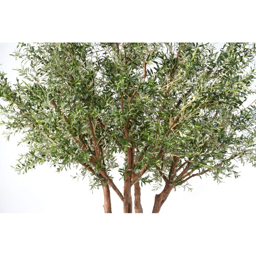 Olivträd med naturligt utseende