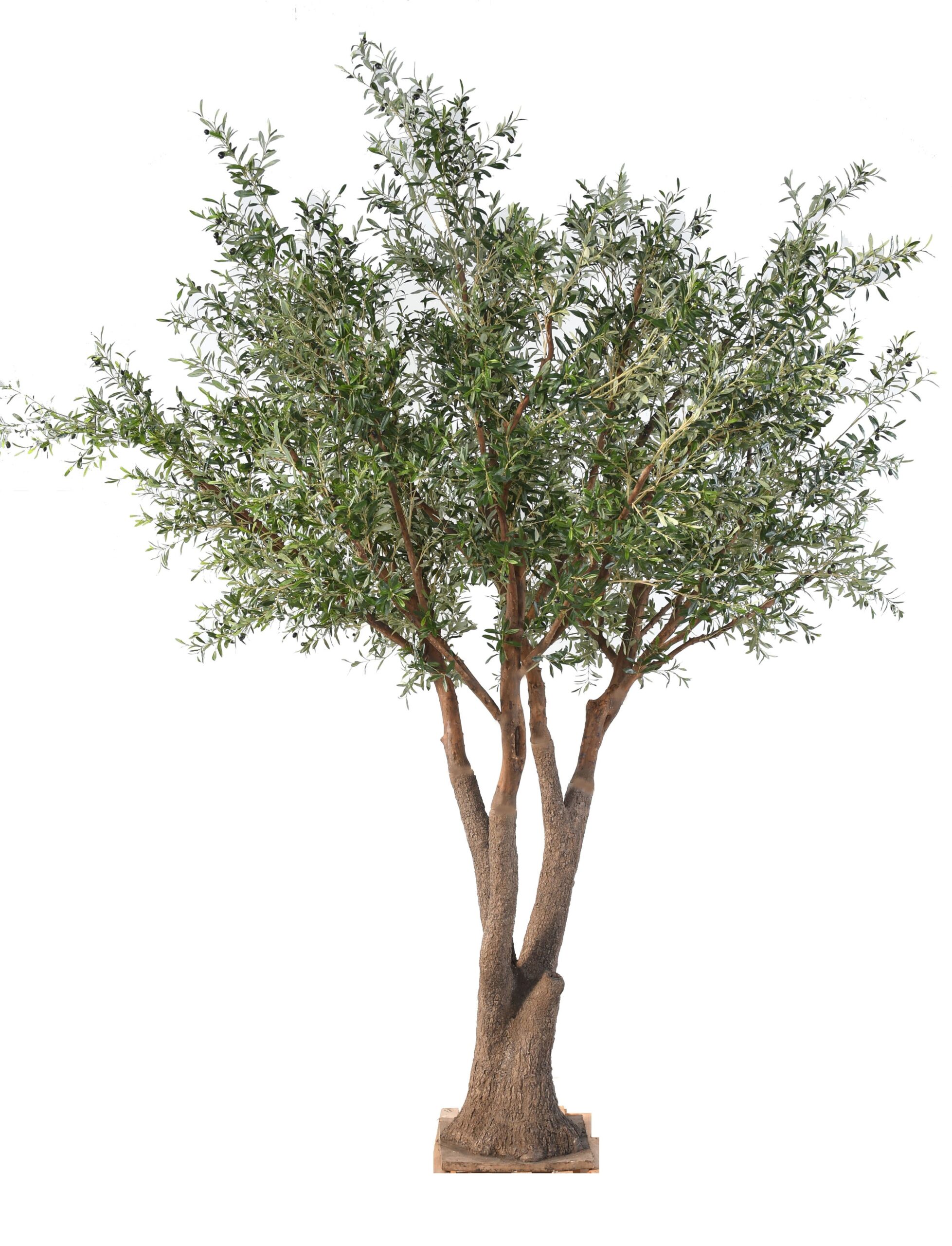 Olivträd med naturligt utseende