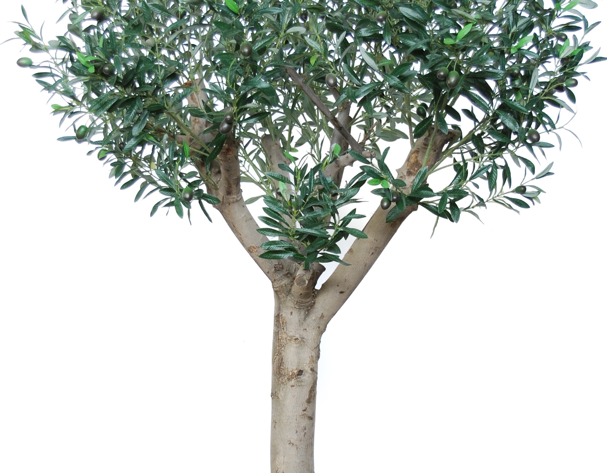 Olivträd uppbyggt på en äkta olivstam