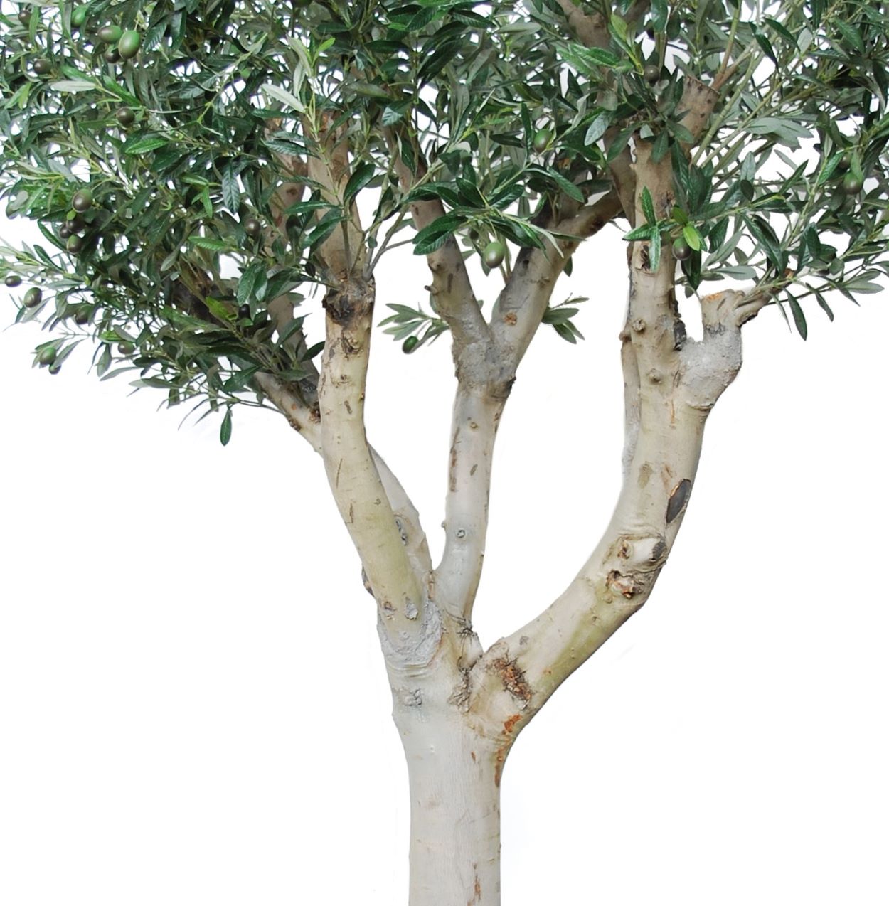 Olivträd uppbyggt på en äkta olivstam