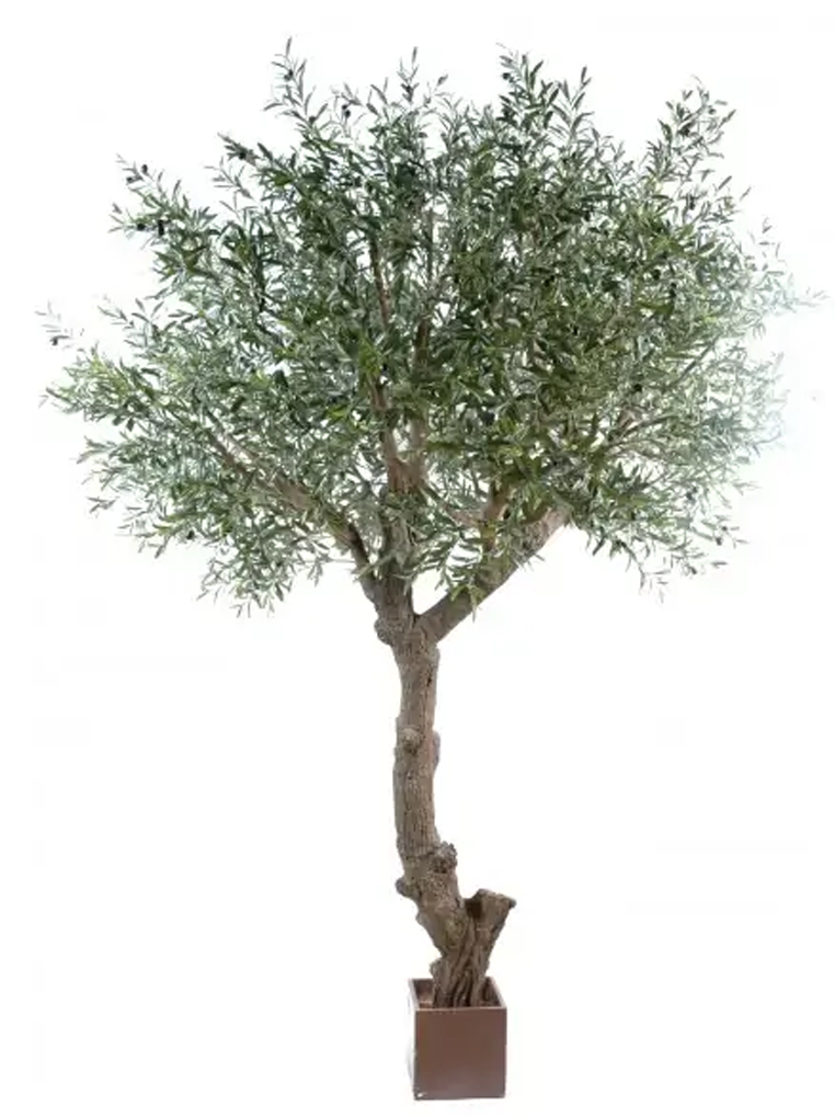 Olivträd 240, 270 och 320 cm höjd