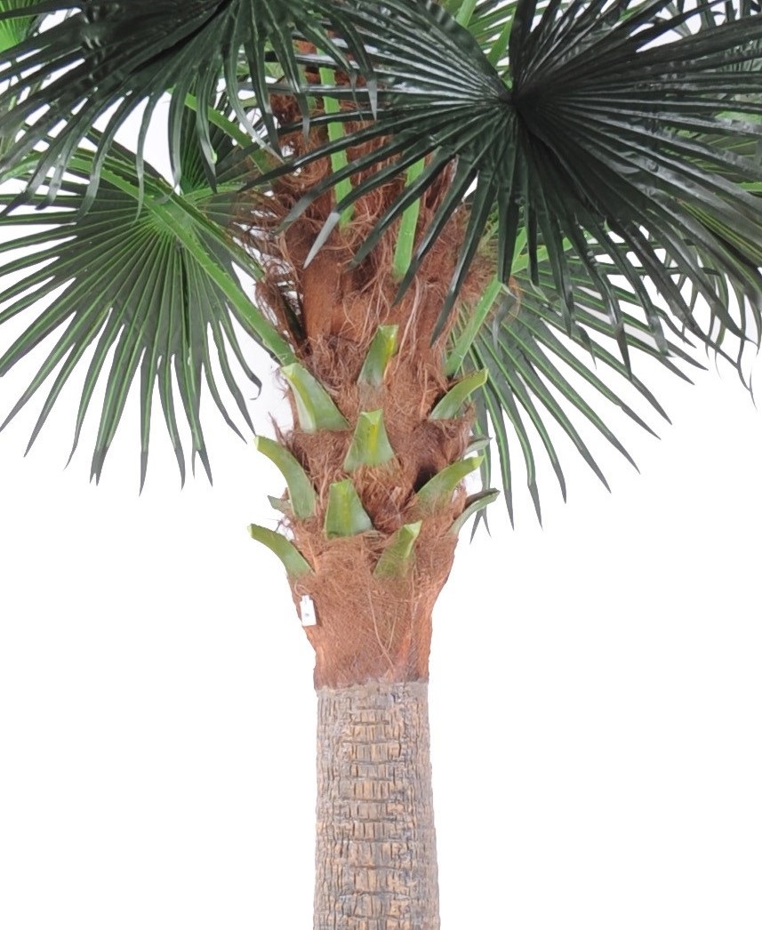 Camerus palmer