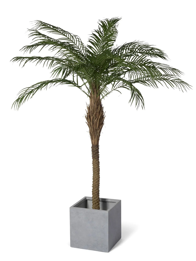 Phoenixpalm