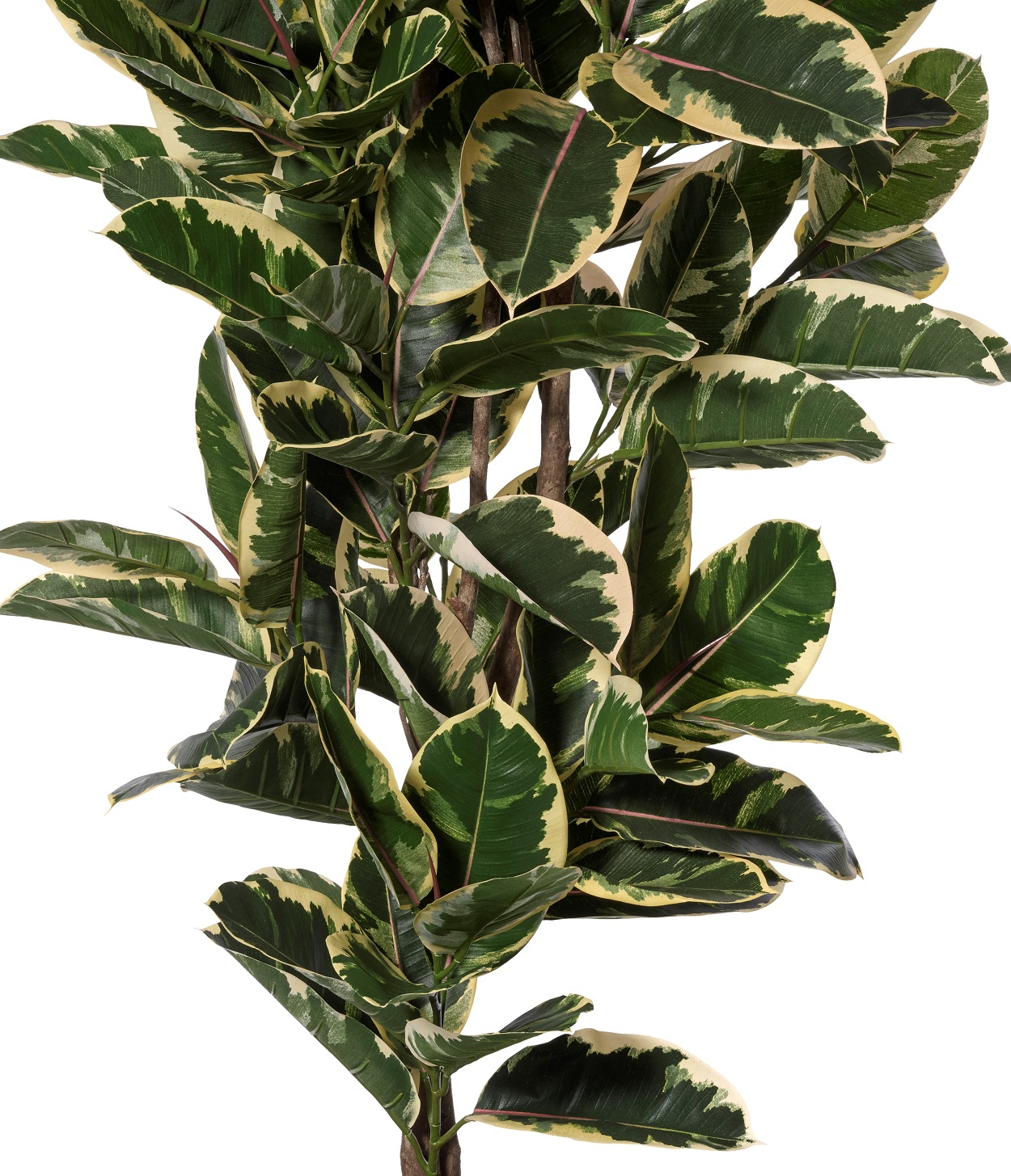 Ficus Robusta, grön-vit